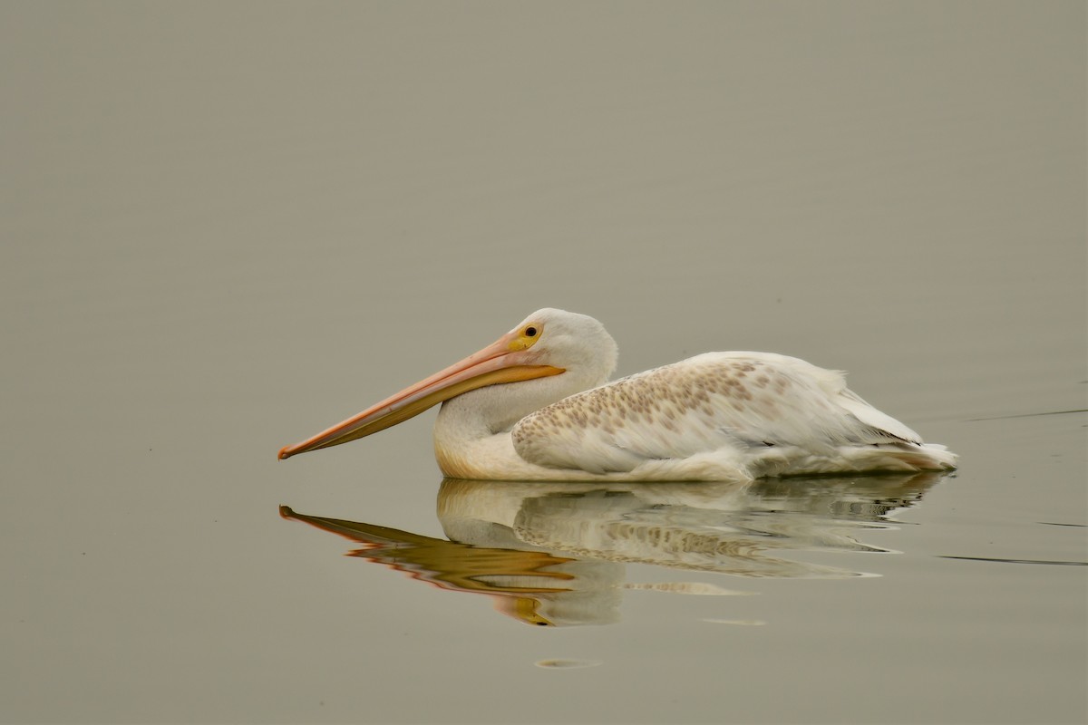 American White Pelican - Harold Ziolkowski