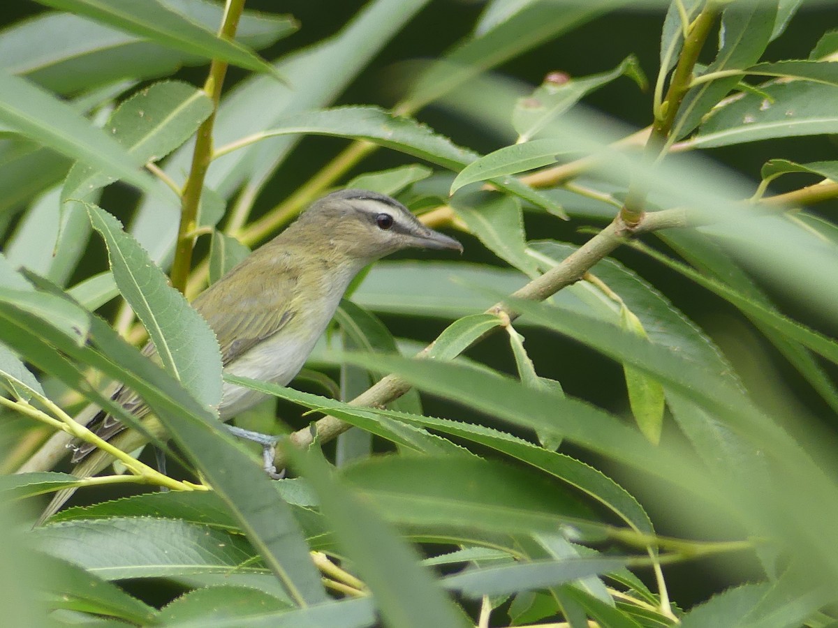Red-eyed Vireo - Nolan Clements