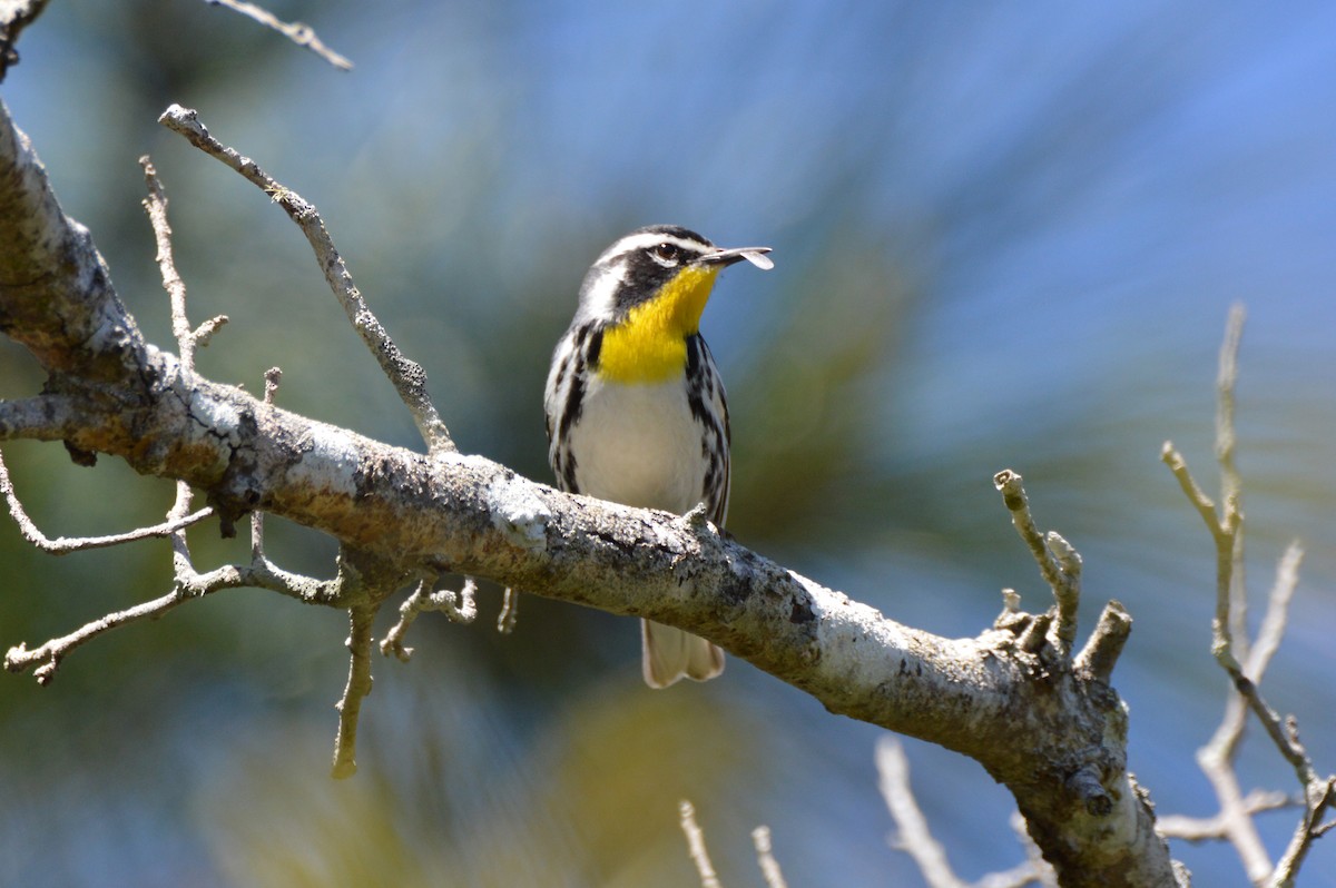 Yellow-throated Warbler - Perry Doggrell