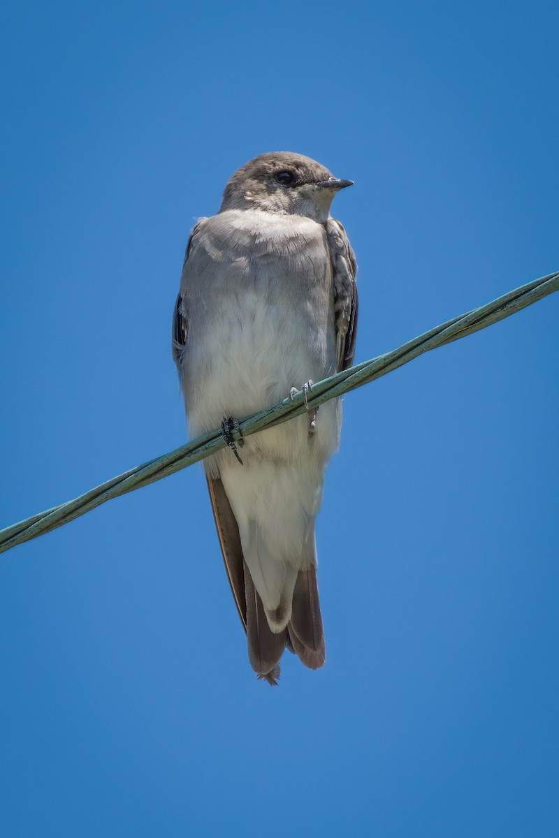 Northern Rough-winged Swallow - Rick Wilhoit