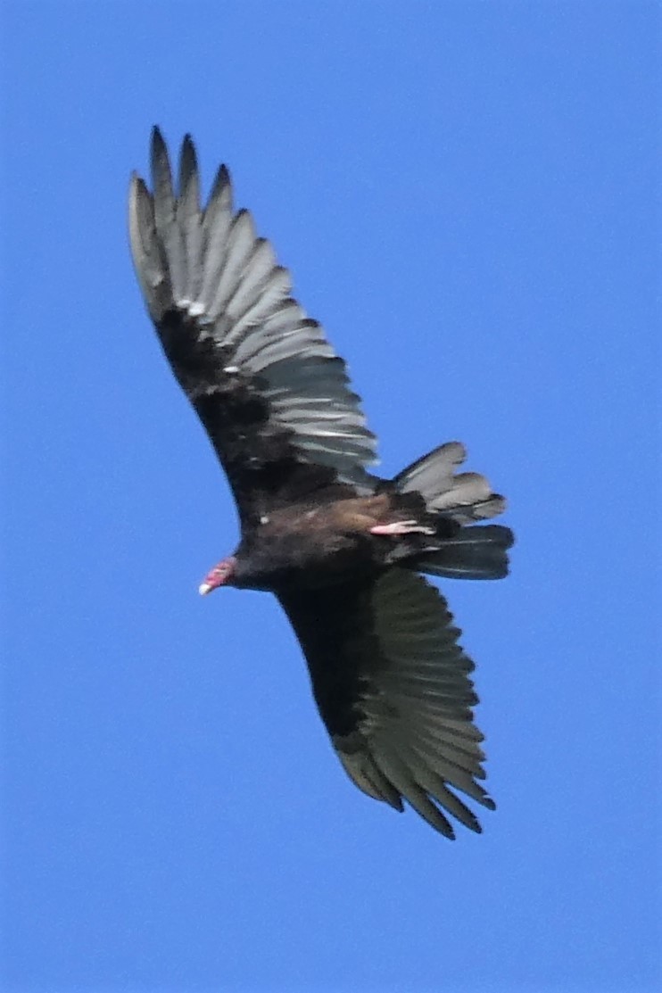 Turkey Vulture - K K