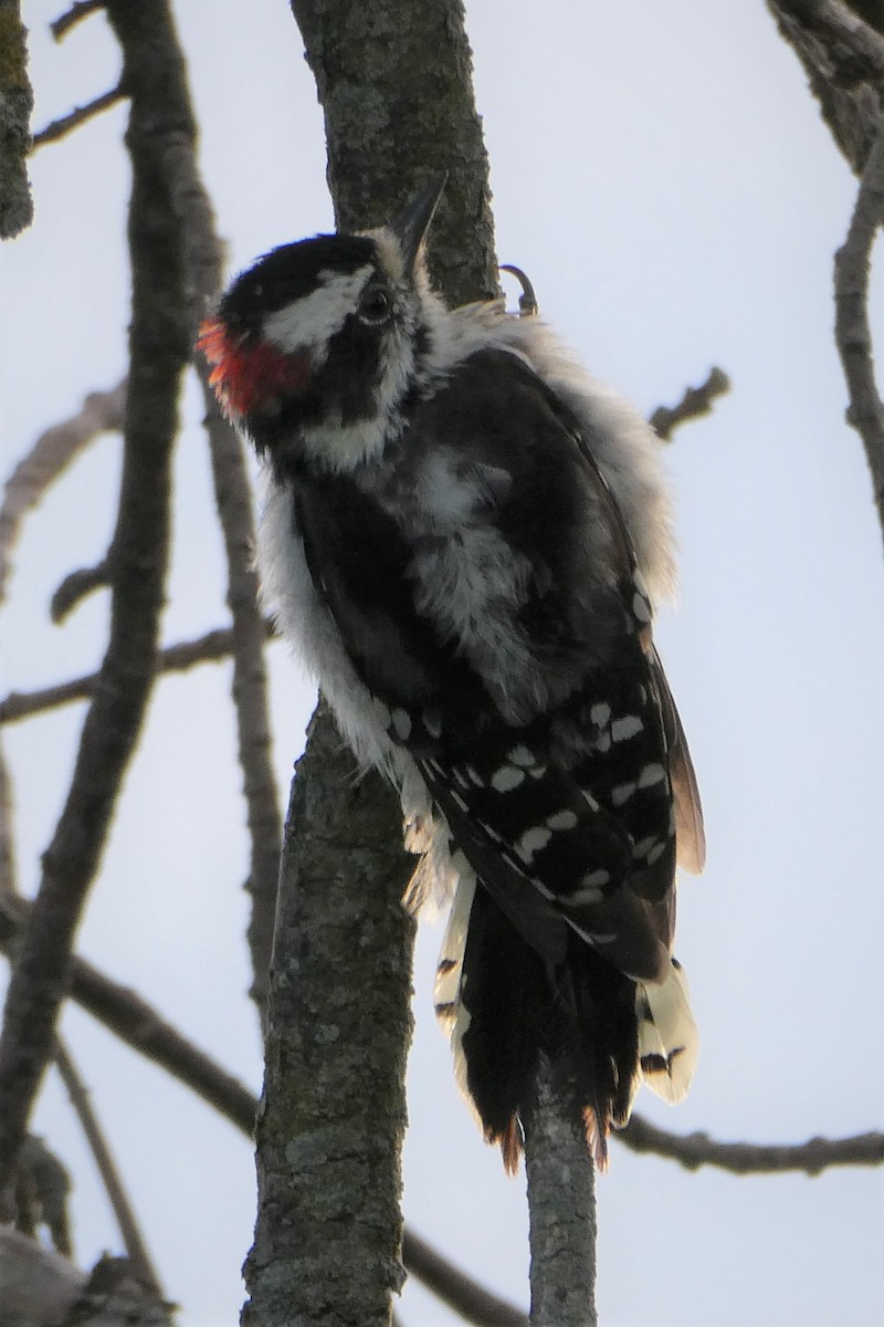 Downy Woodpecker - K K