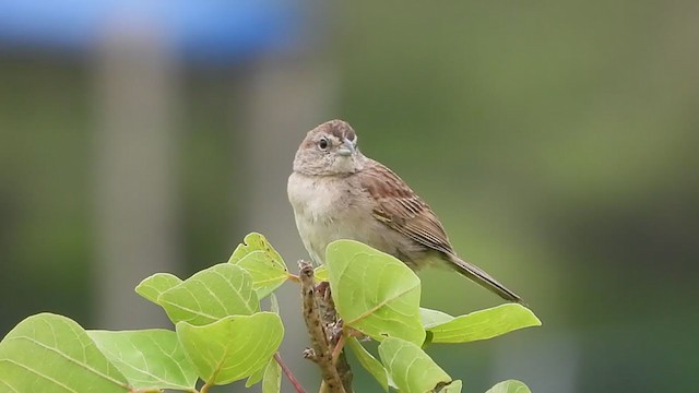 Botteri's Sparrow - ML256797641