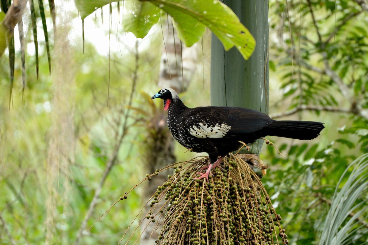 Black-fronted Piping-Guan - ML256805191