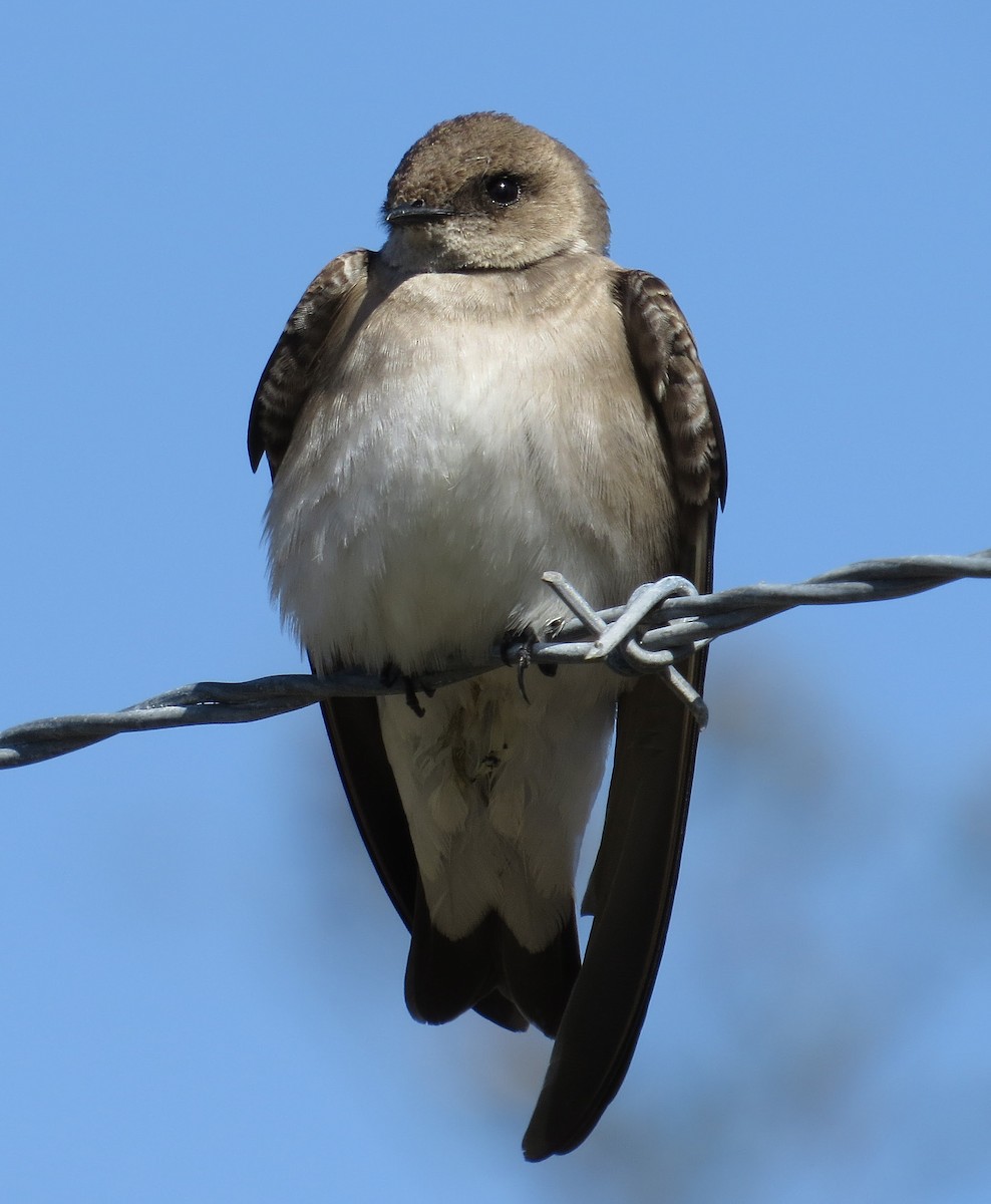 Northern Rough-winged Swallow - ML25680521