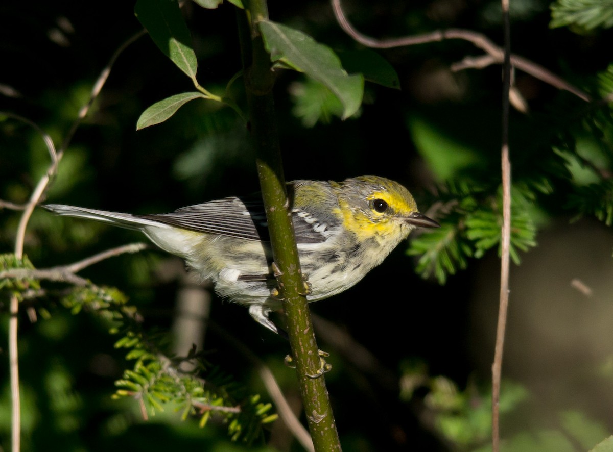 Black-throated Green Warbler - Alix d'Entremont