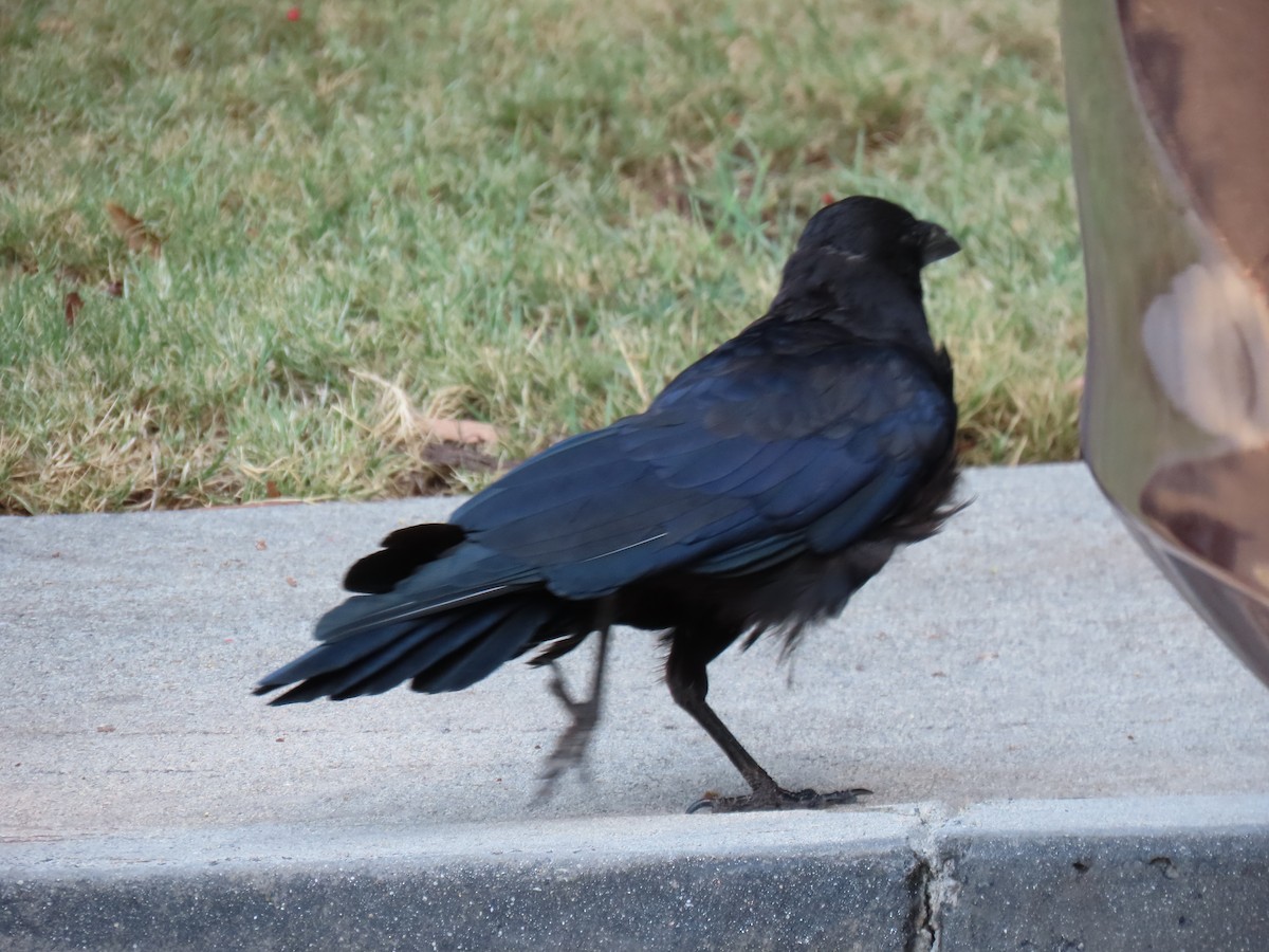 crow/raven sp. - ML256808931