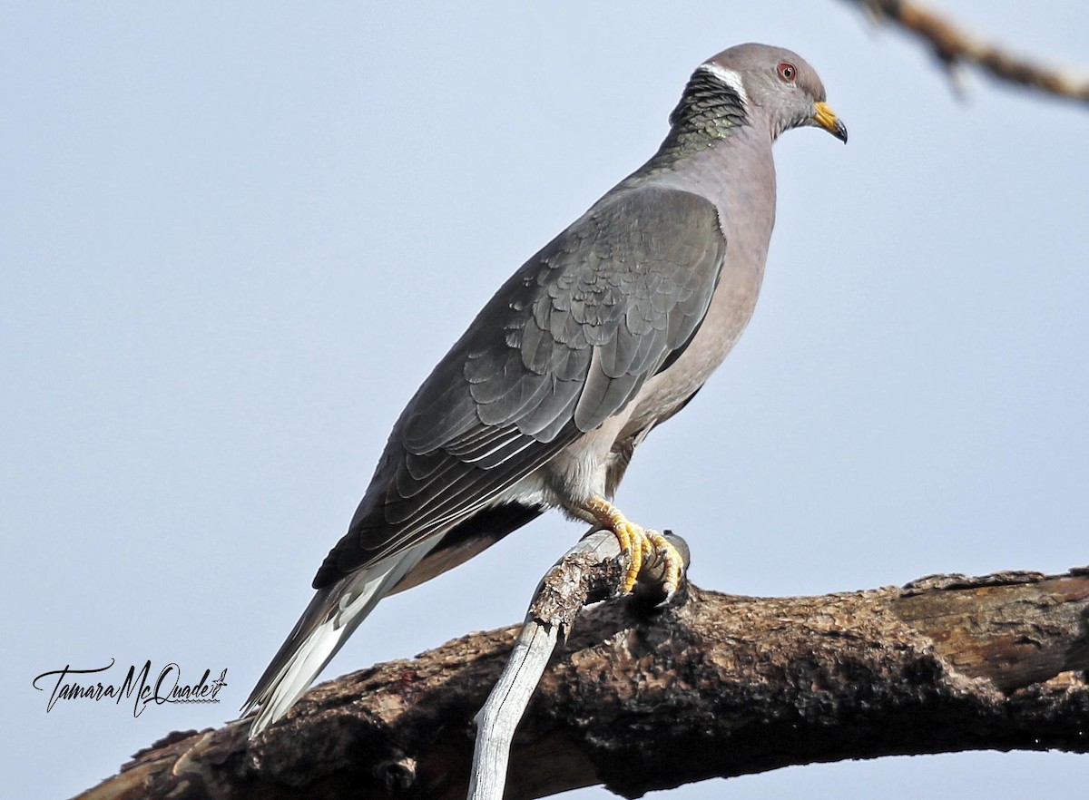 Band-tailed Pigeon - Tammy McQuade
