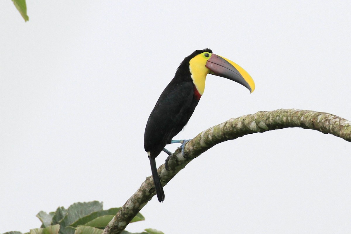 Yellow-throated Toucan - Lawrence Haller
