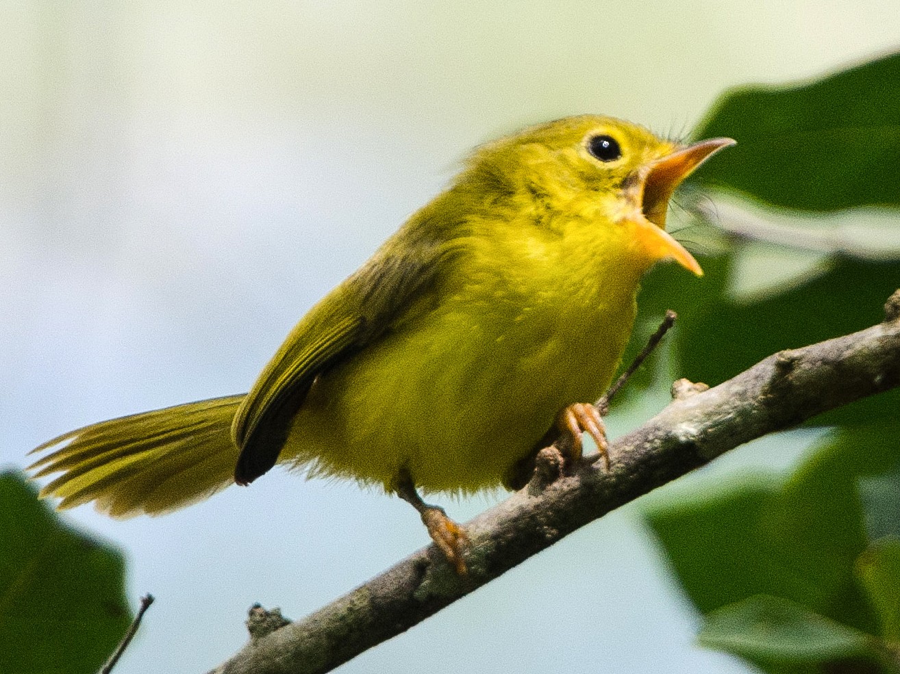 Yellow Flycatcher - Simon Carter