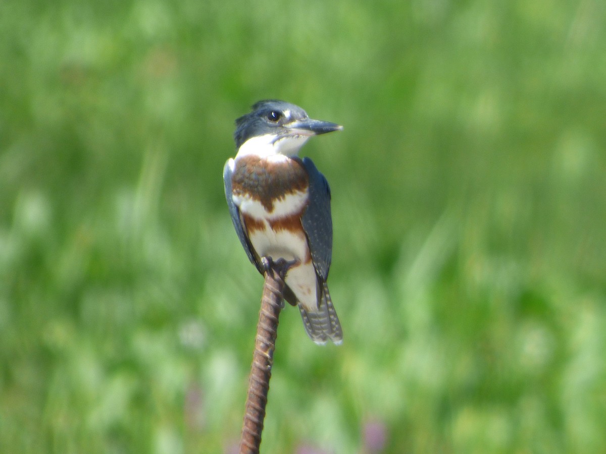 Belted Kingfisher - ML256819061