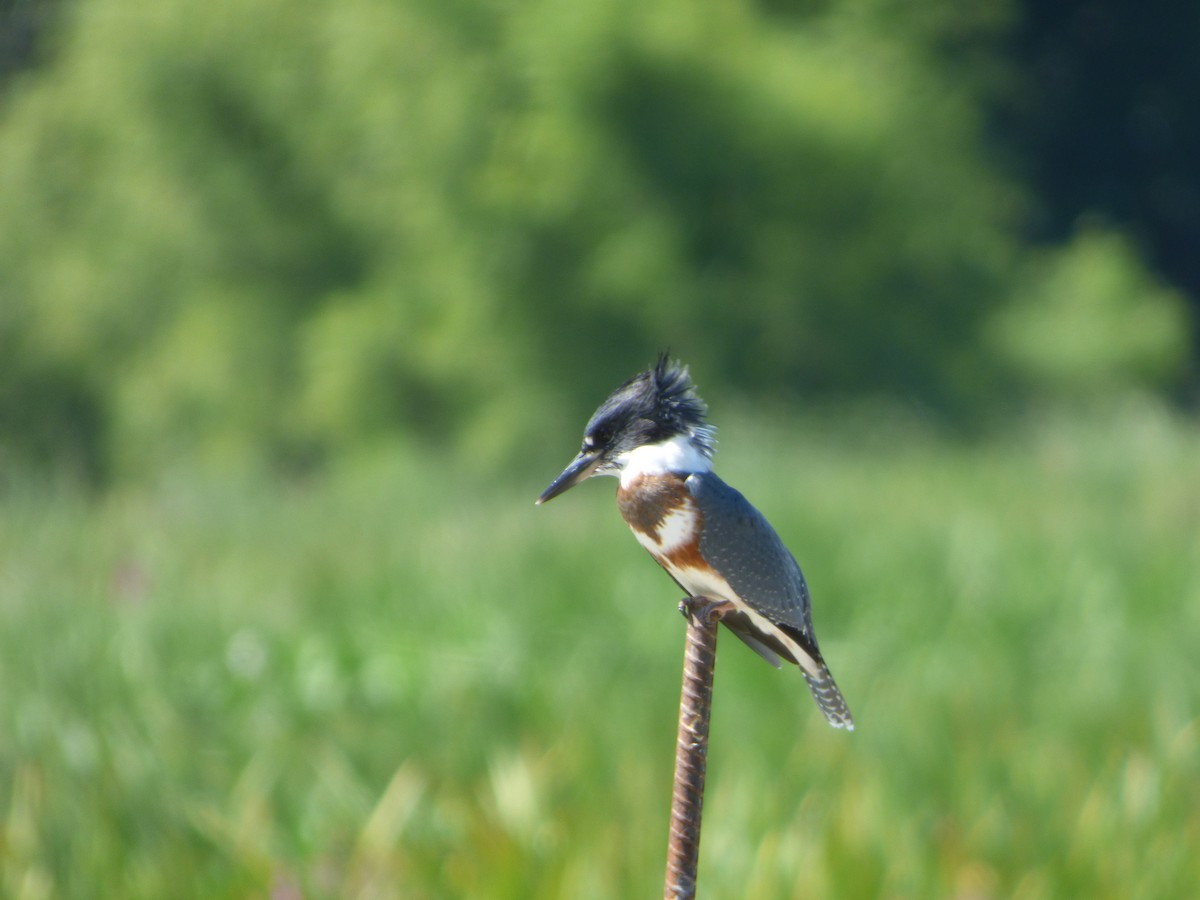 Belted Kingfisher - ML256819161