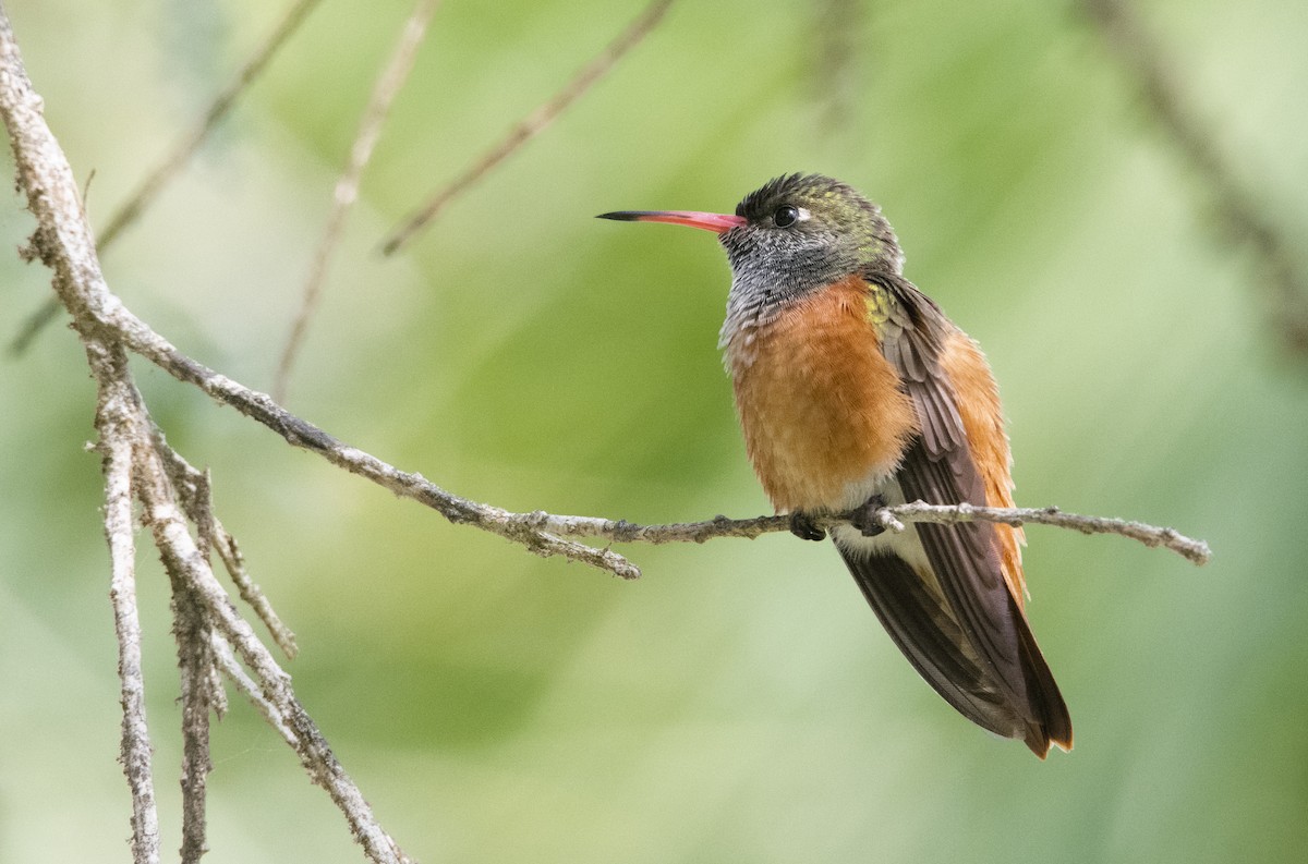 Amazilia Hummingbird - ML256820421