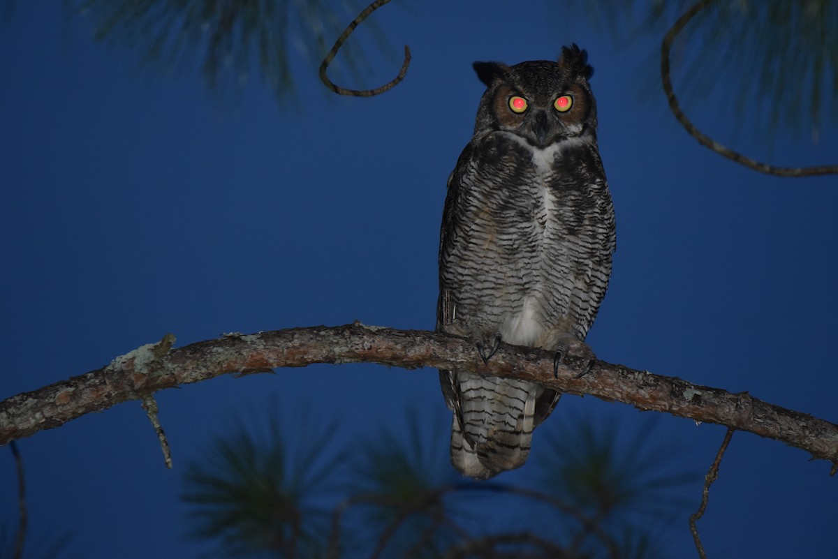 Great Horned Owl - Jeffrey Turner