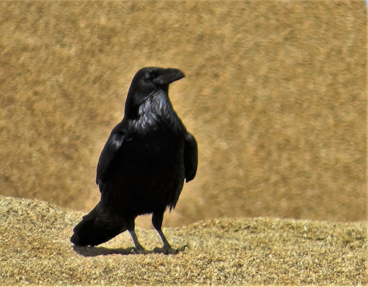 Common Raven - Bill Blauvelt