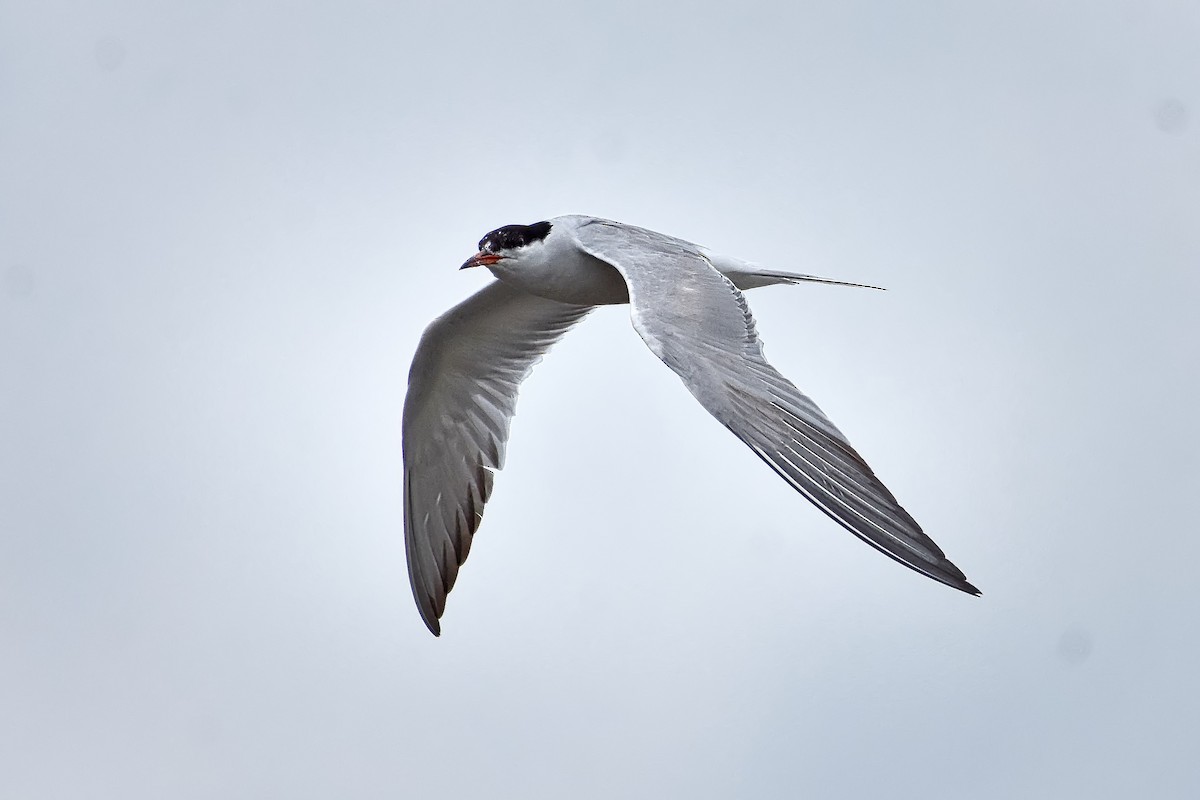 Common Tern - Roger Beardmore