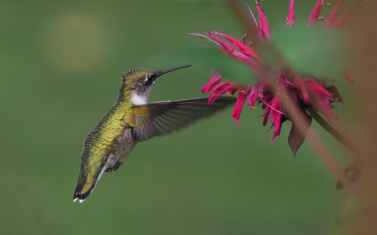 Ruby-throated Hummingbird - ML256839841