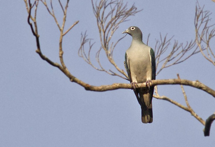 Spectacled Imperial-Pigeon - ML256840471
