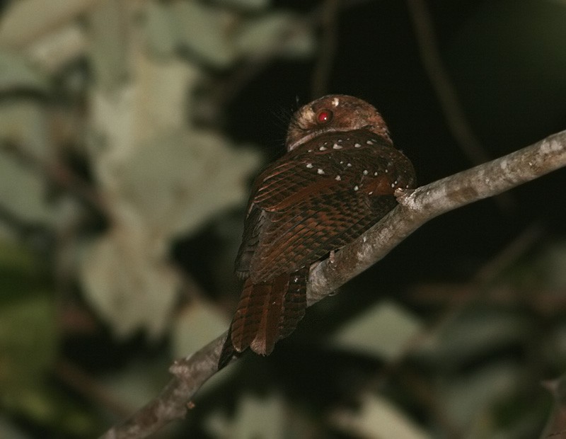 Moluccan Owlet-nightjar - ML256843111