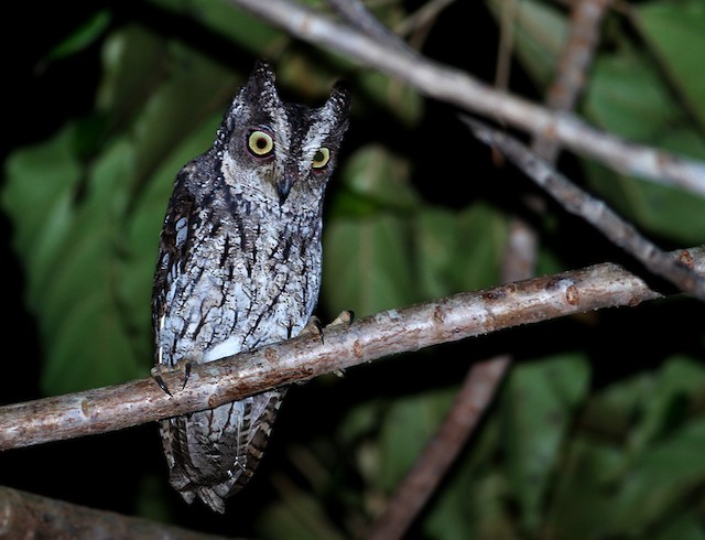 Owl on a branch. - Moluccan Scops-Owl - 