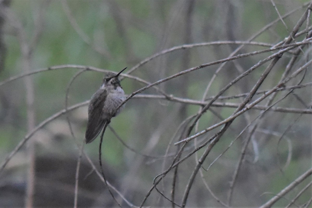 Costa's Hummingbird - Bruce Mast