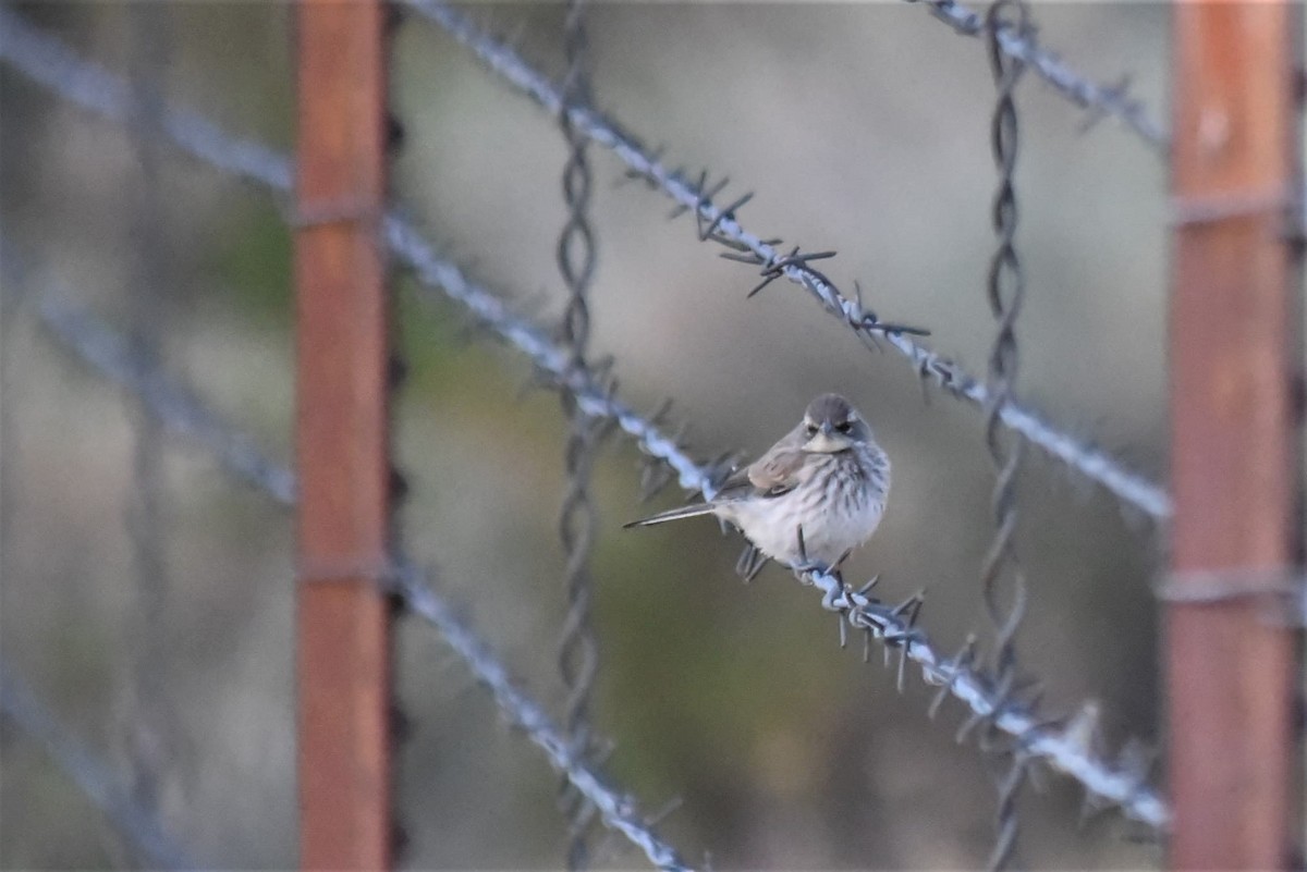 Black-throated Sparrow - Bruce Mast