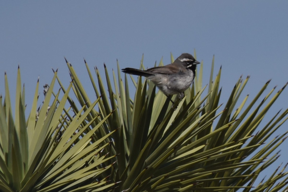 Black-throated Sparrow - ML256847451