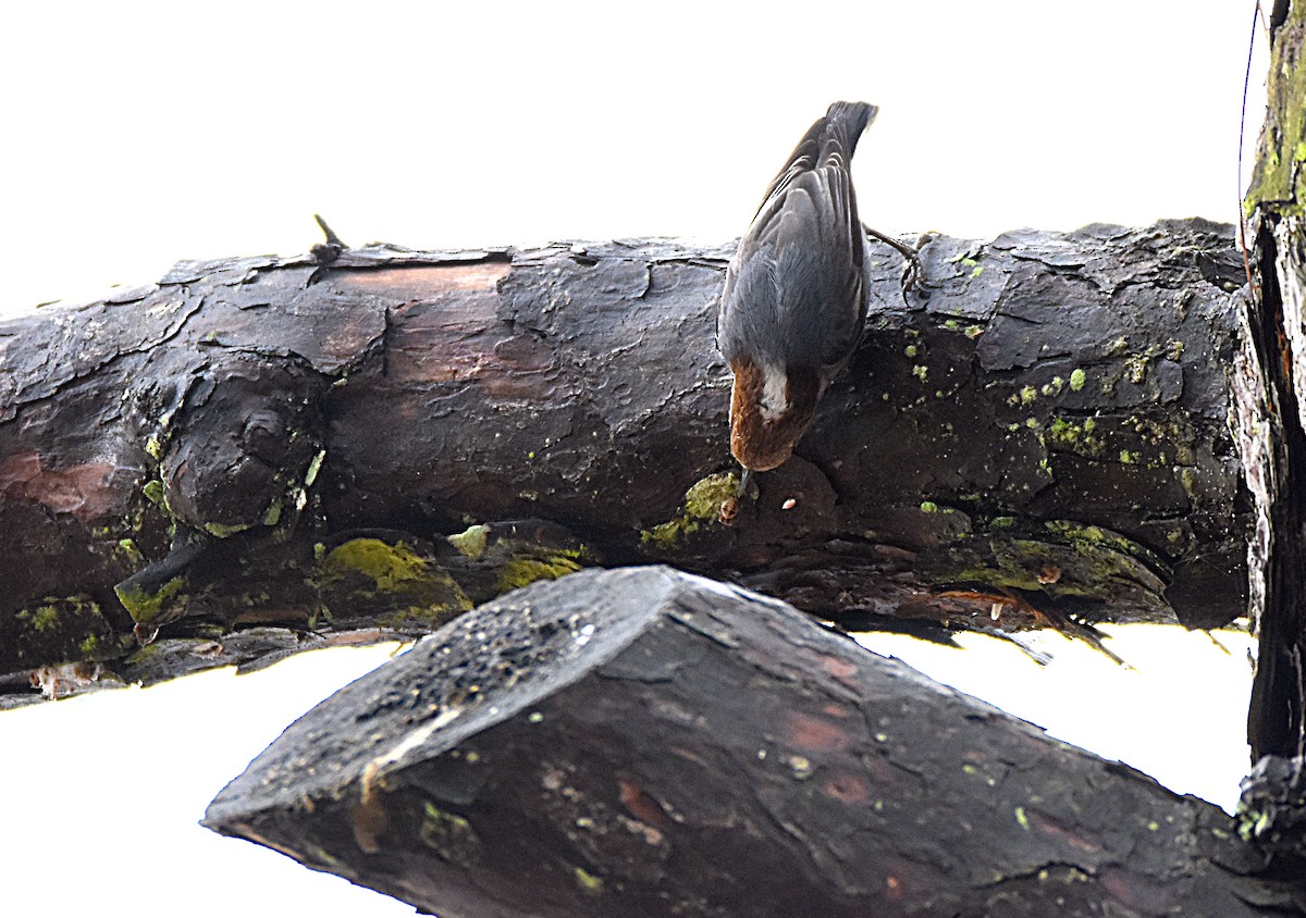 Brown-headed Nuthatch - ML25685001
