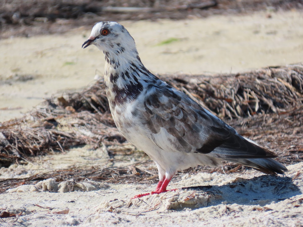 Rock Pigeon (Feral Pigeon) - ML256851931