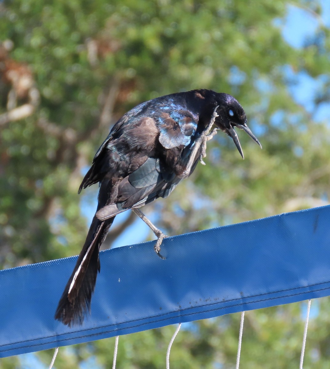 Boat-tailed Grackle - ML256852221