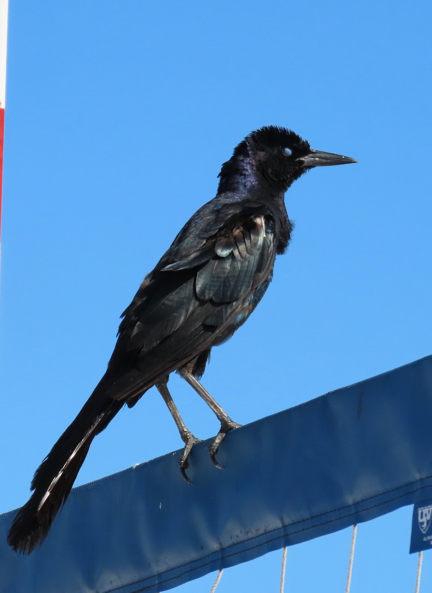 Boat-tailed Grackle - ML256852511