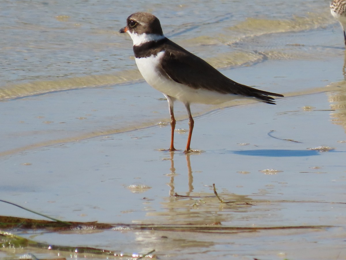 Semipalmated Plover - ML256853391