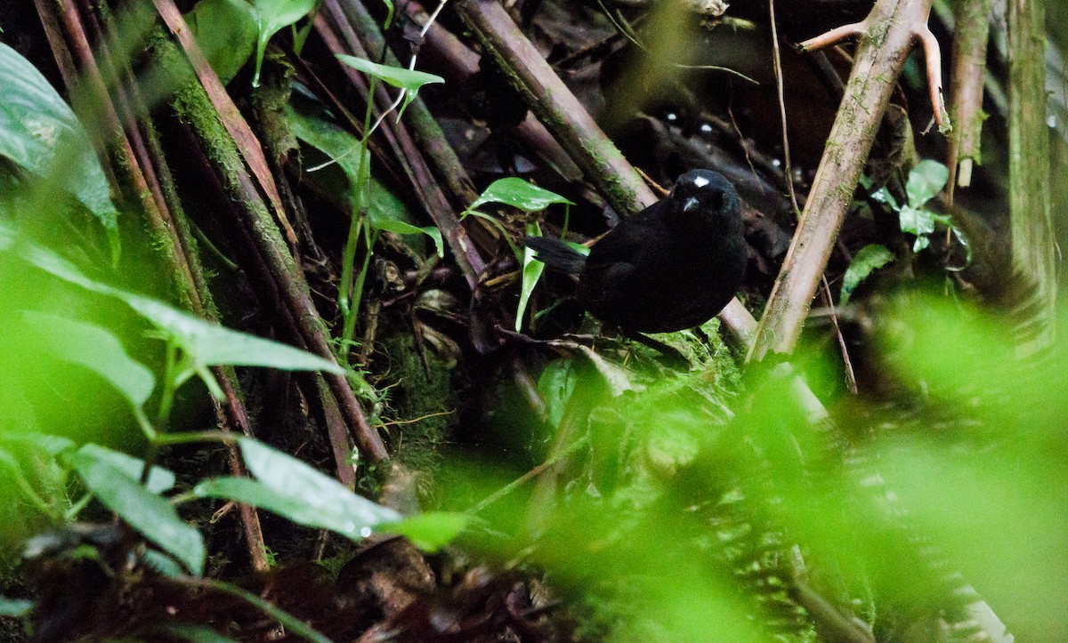 White-crowned Tapaculo - ML256857201