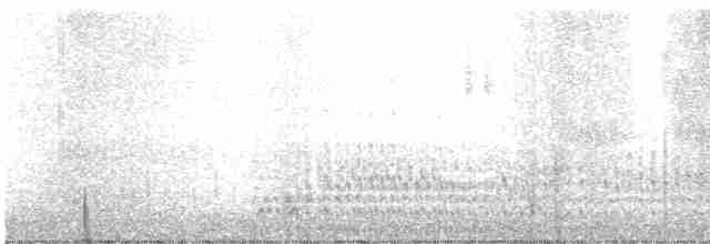 Spotless Crake - ML256861161
