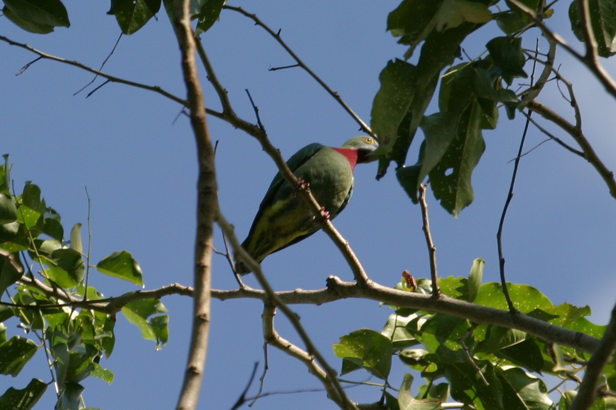 Claret-breasted Fruit-Dove - ML256863941