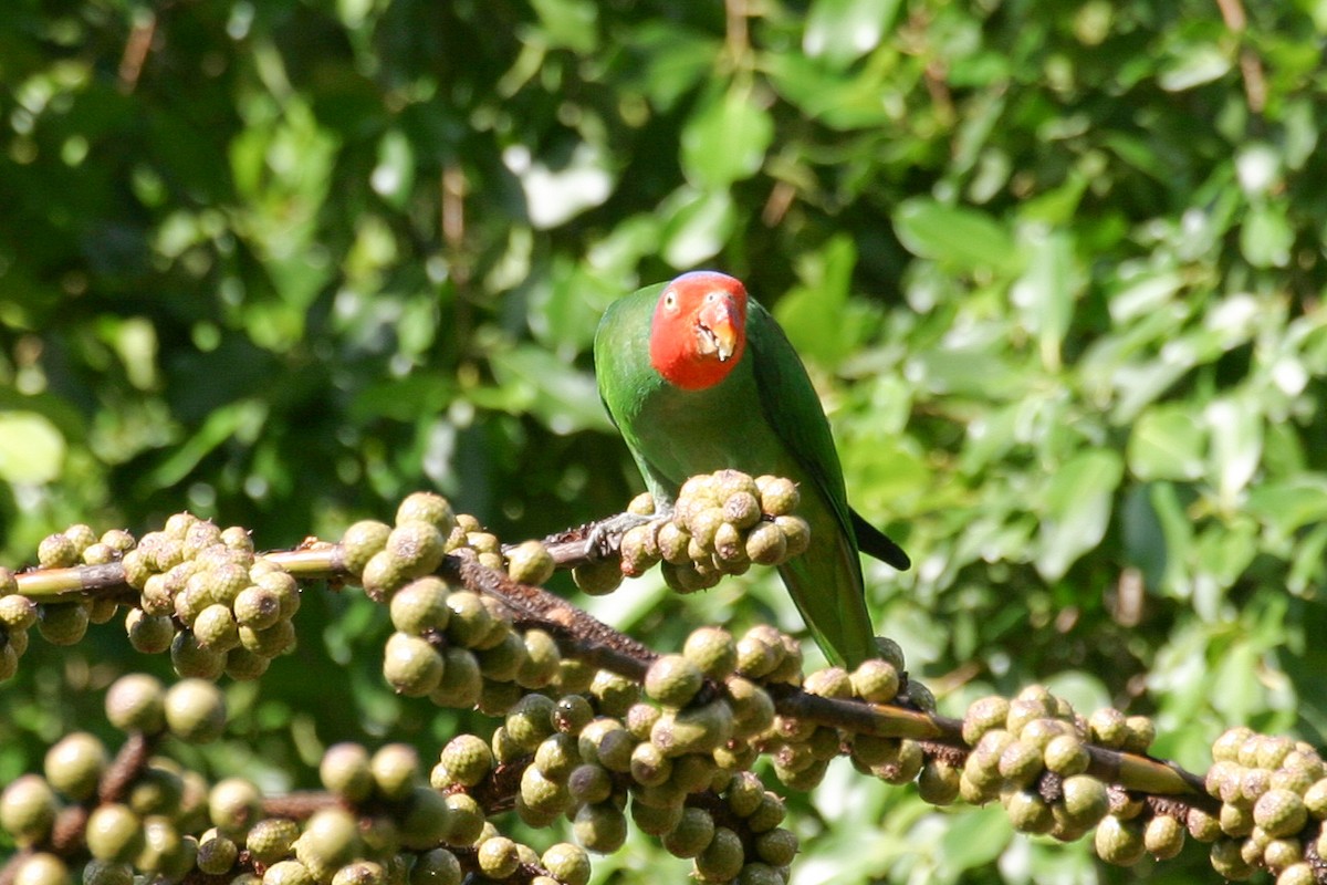 Red-cheeked Parrot - ML256863981