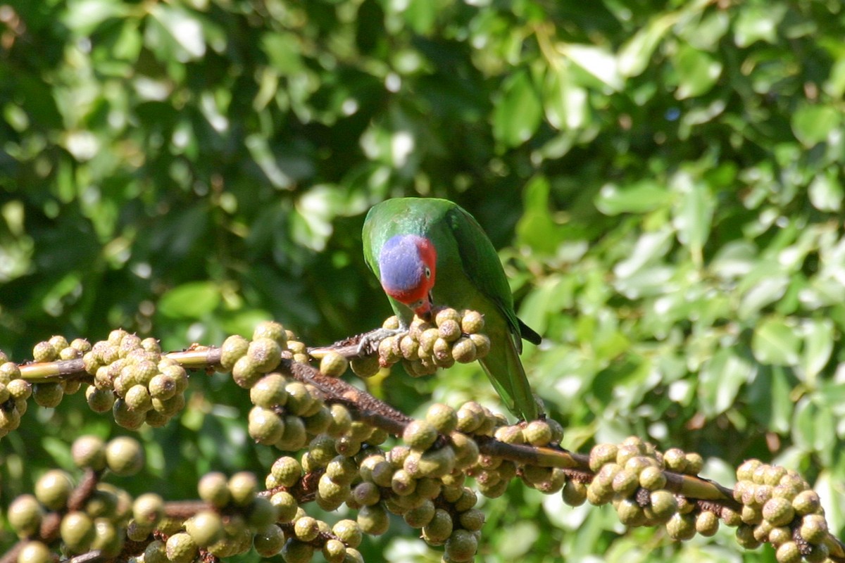 Red-cheeked Parrot - ML256863991