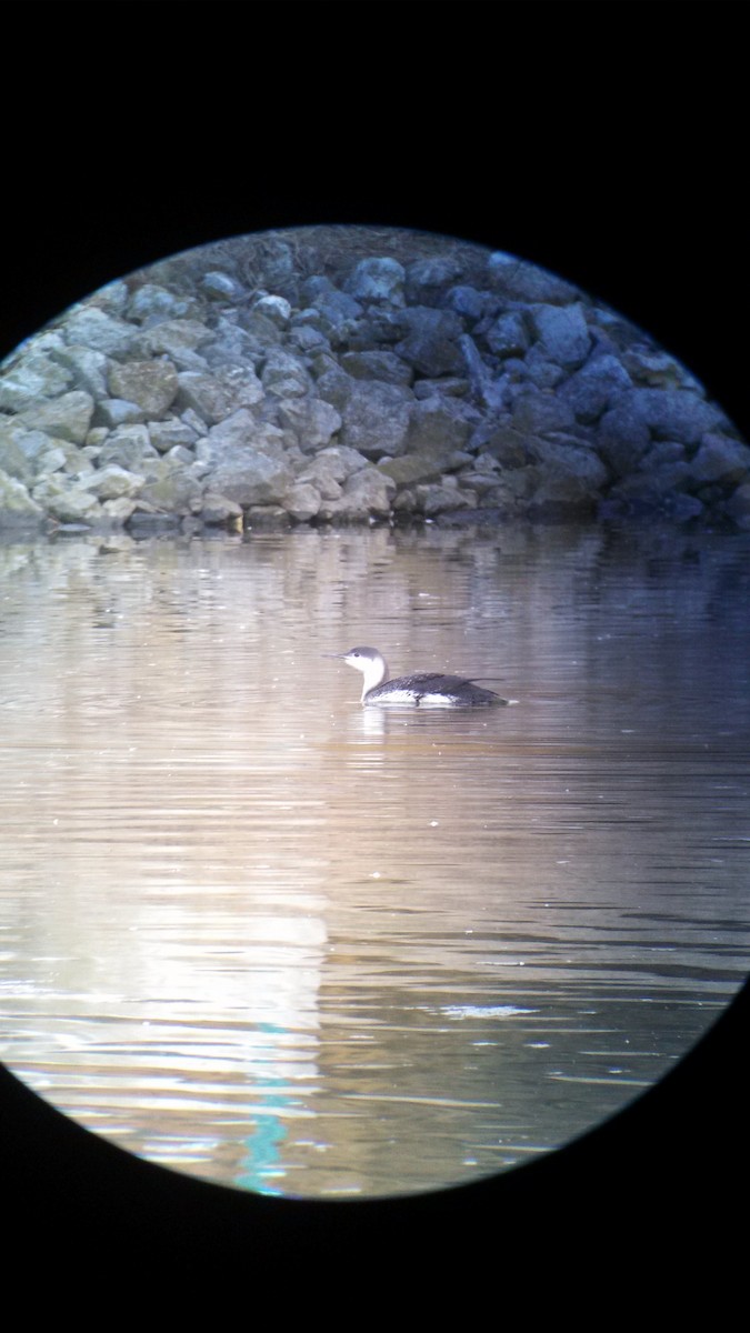 Red-throated Loon - ML25687001