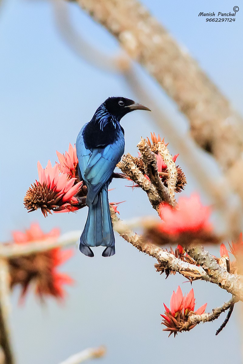 Hair-crested Drongo - ML256873521