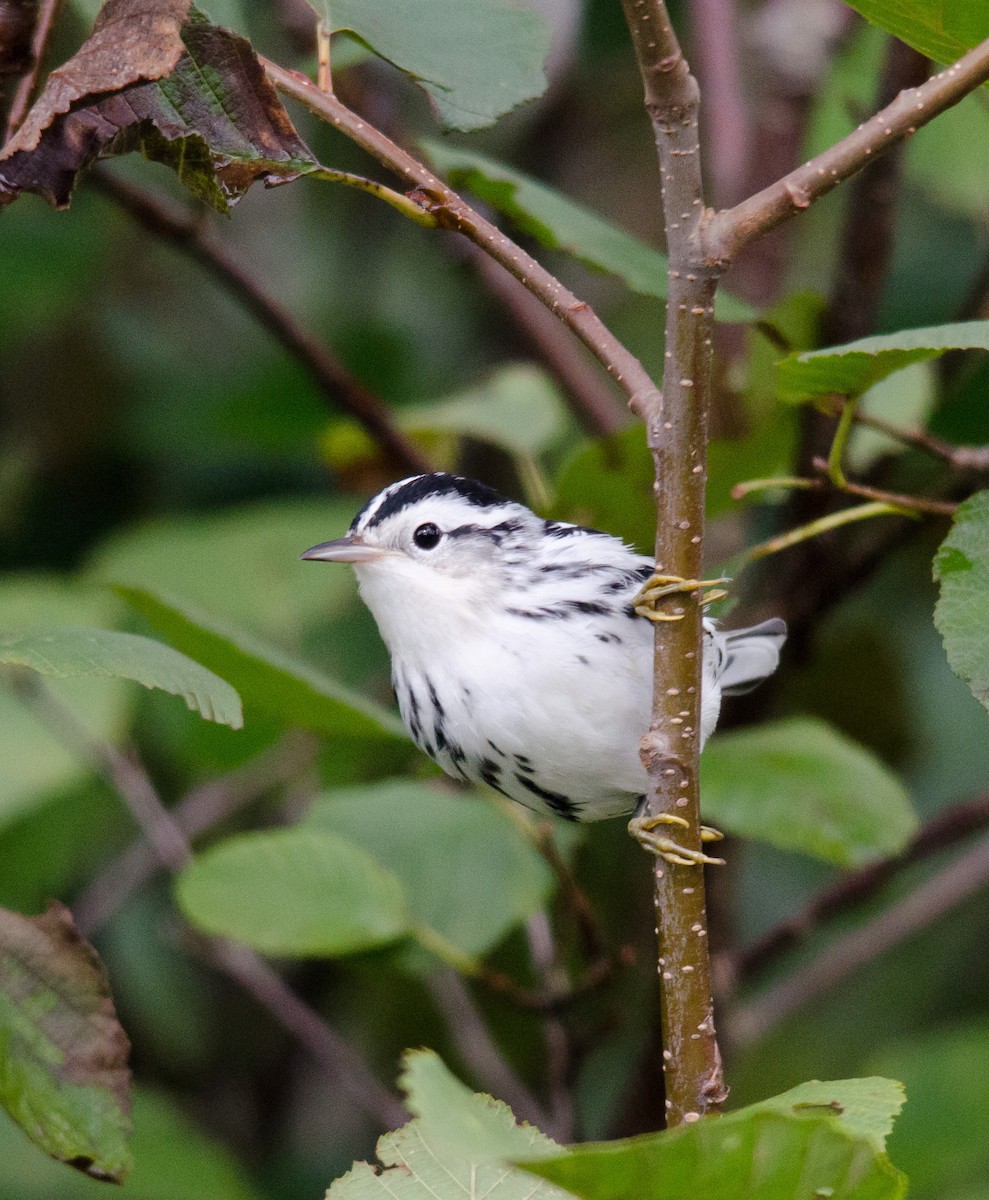 Black-and-white Warbler - ML256875241