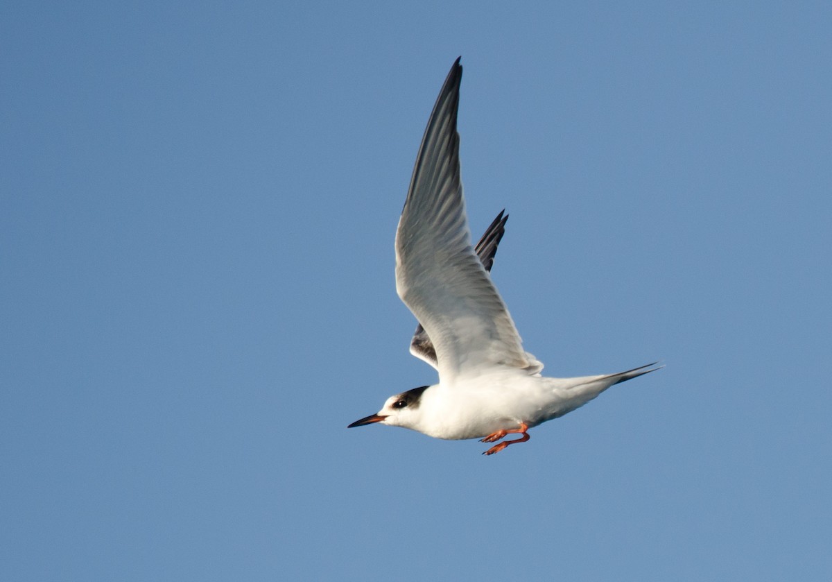Common Tern - ML256875891
