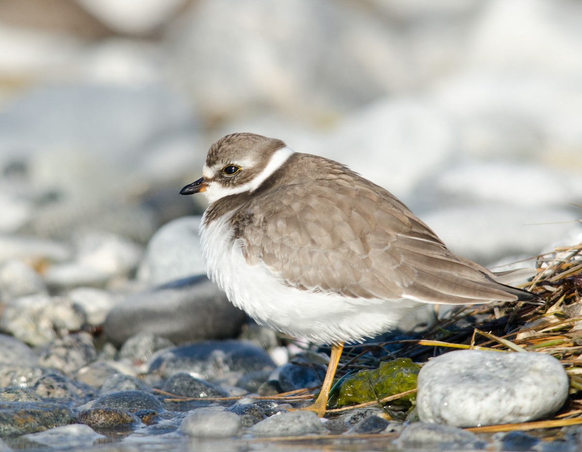Semipalmated Plover - Alix d'Entremont