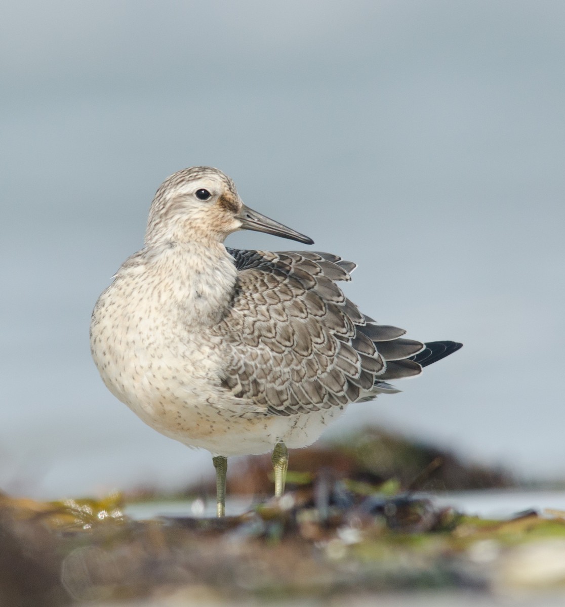 Red Knot - ML256878231