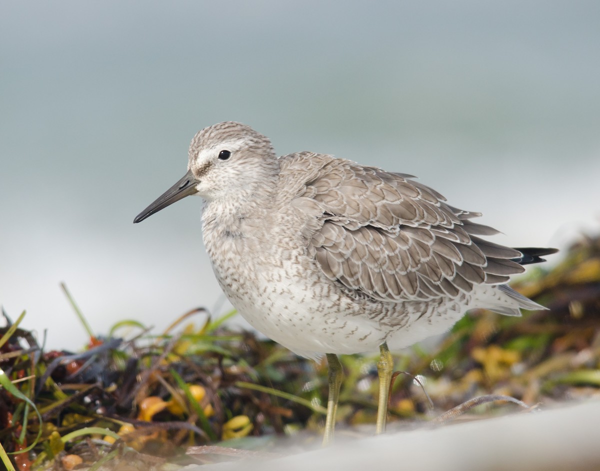 Red Knot - ML256878251
