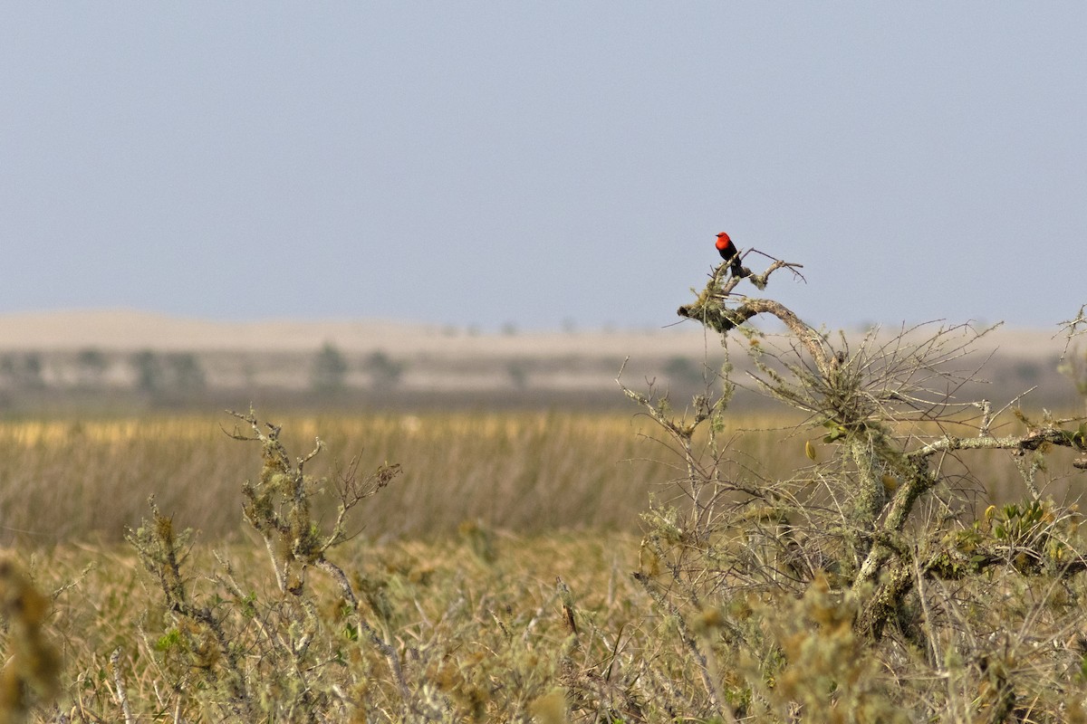 Scarlet-headed Blackbird - Caio Brito