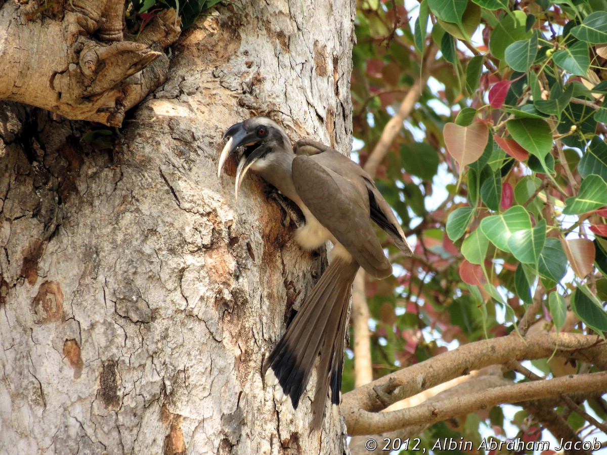 Indian Gray Hornbill - ML25688381