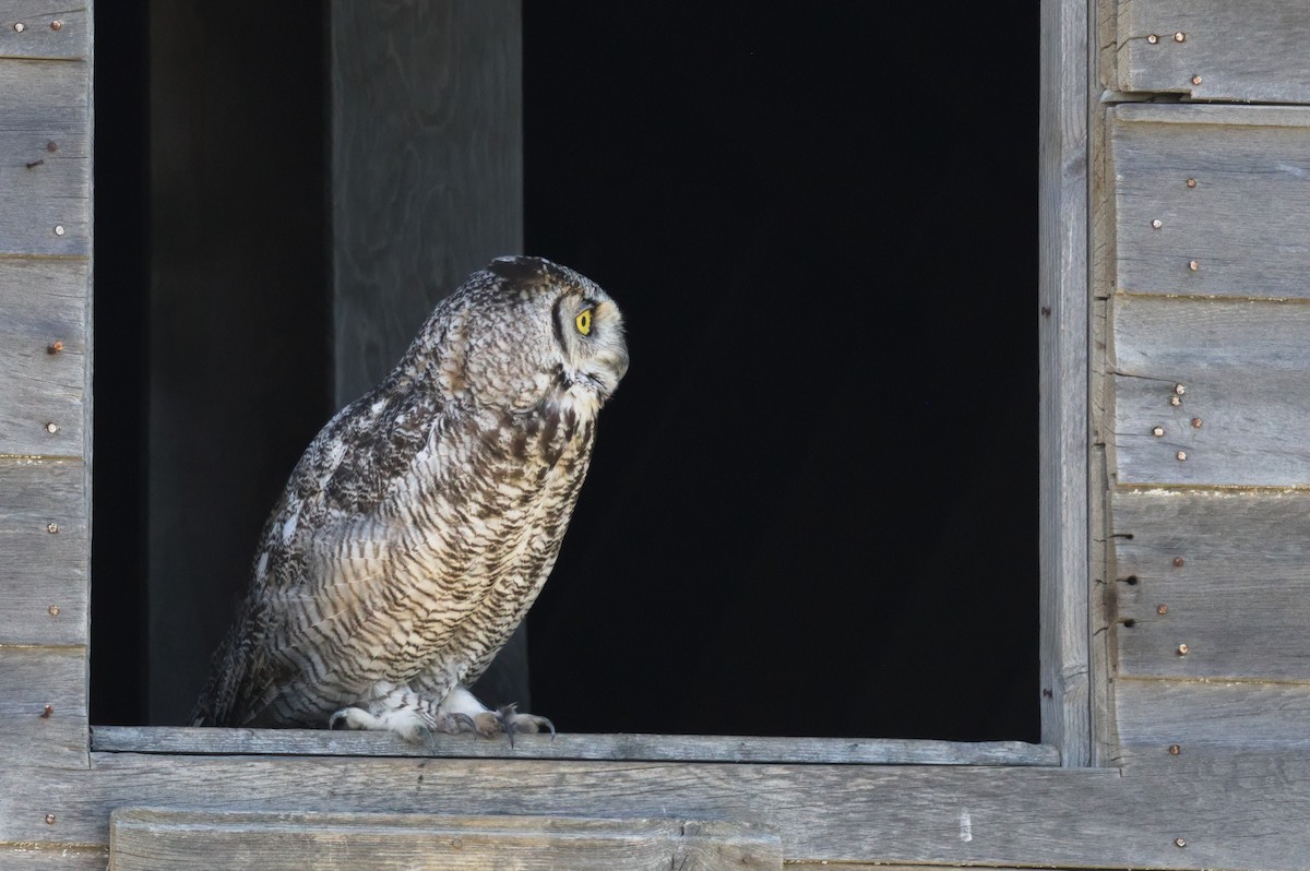 Great Horned Owl - ML256886011