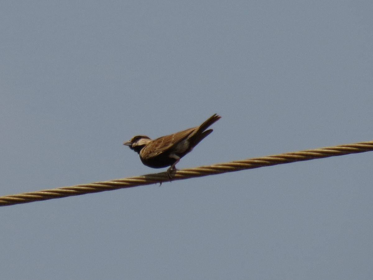 Ashy-crowned Sparrow-Lark - ML25688681