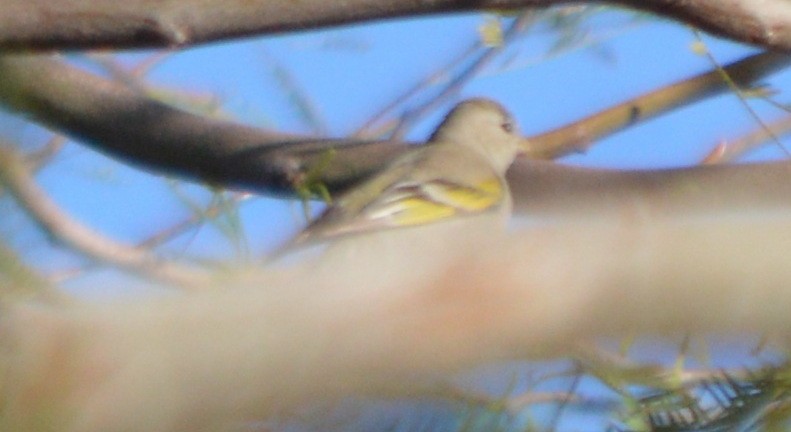 Lawrence's Goldfinch - ML25689021