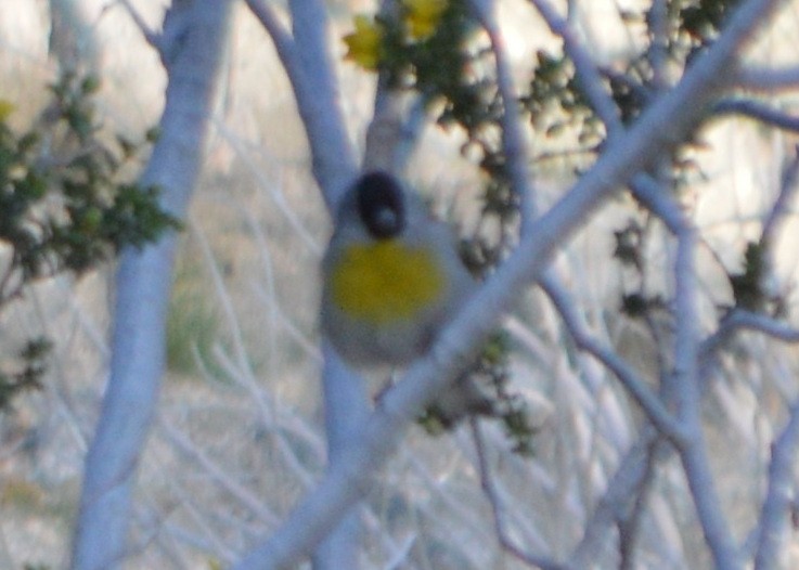 Lawrence's Goldfinch - ML25689041